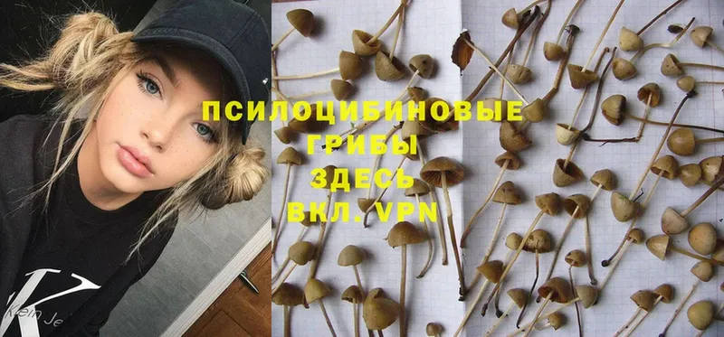 Псилоцибиновые грибы Psilocybe  где купить наркотик  Кяхта 